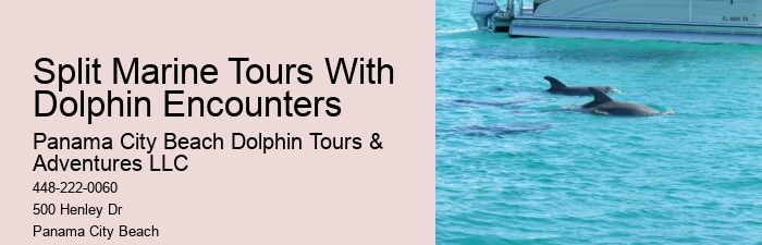 Split Catamaran Dolphin Watching And Snorkeling Expeditions