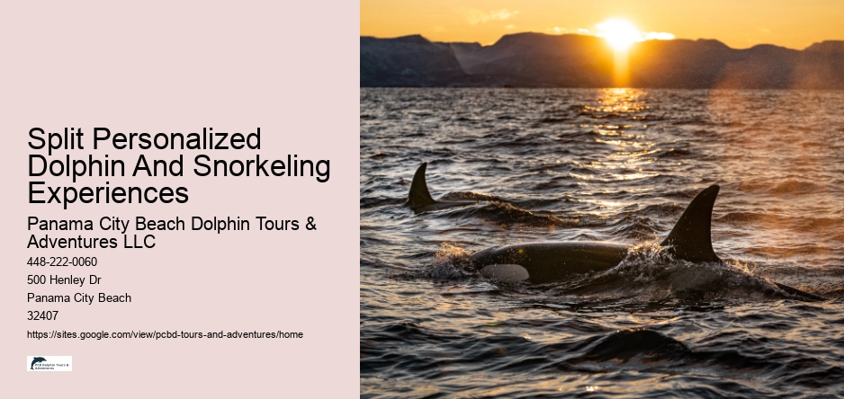 Split Personalized Dolphin And Snorkeling Experiences