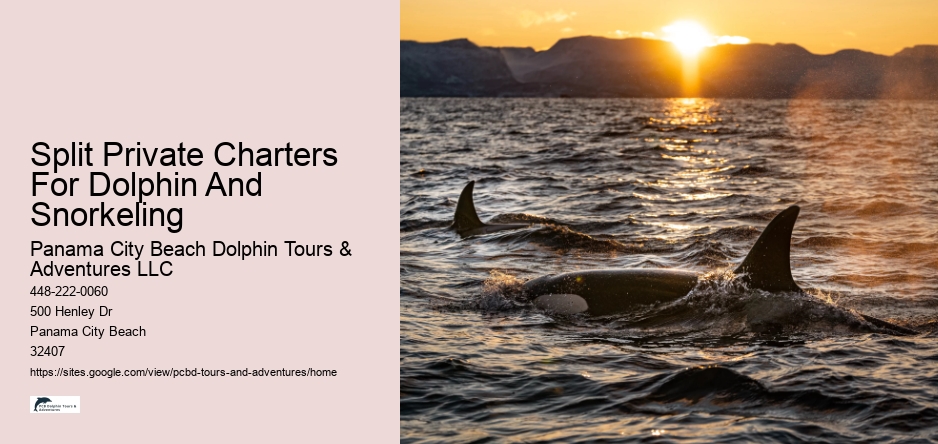 Split Private Charters For Dolphin And Snorkeling