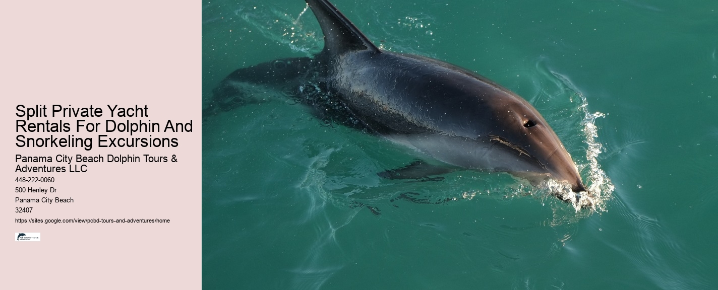 Dolphin Tours Panama City Beach