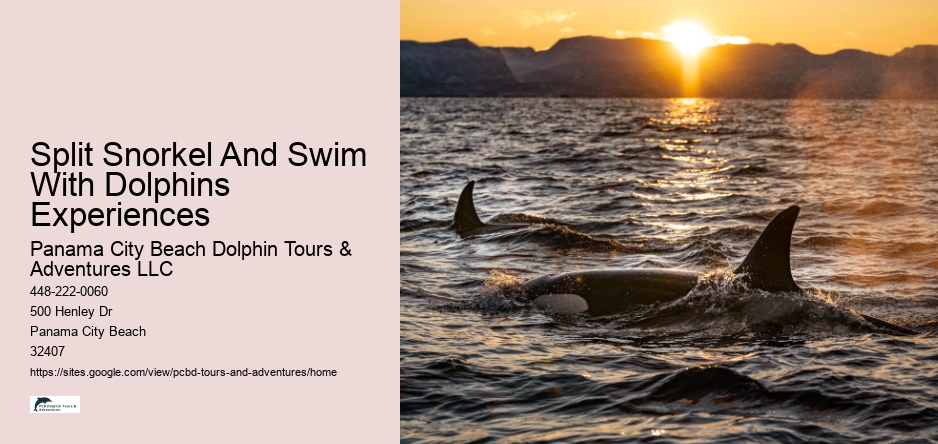 Split Snorkel And Swim With Dolphins Experiences