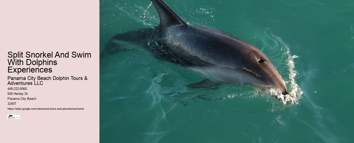 Panama City Beach Dolphin Tours Panama City Beach Fl