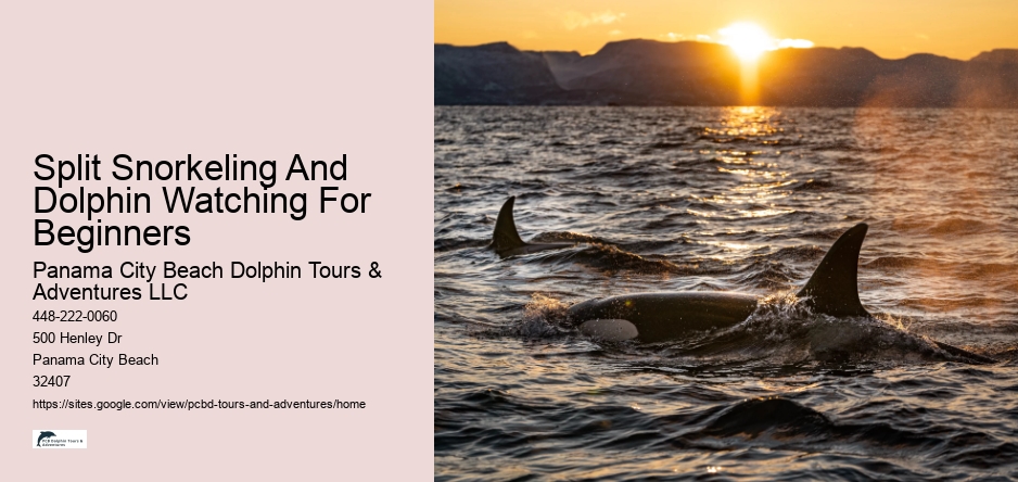 Split Snorkeling And Dolphin Watching For Beginners