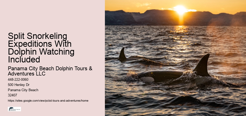 Split Snorkeling Expeditions With Dolphin Watching Included