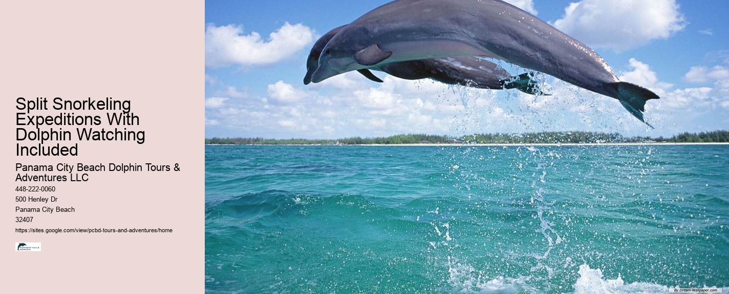 Top 6 Dolphin & Snorkeling Tours In Panama City Beach