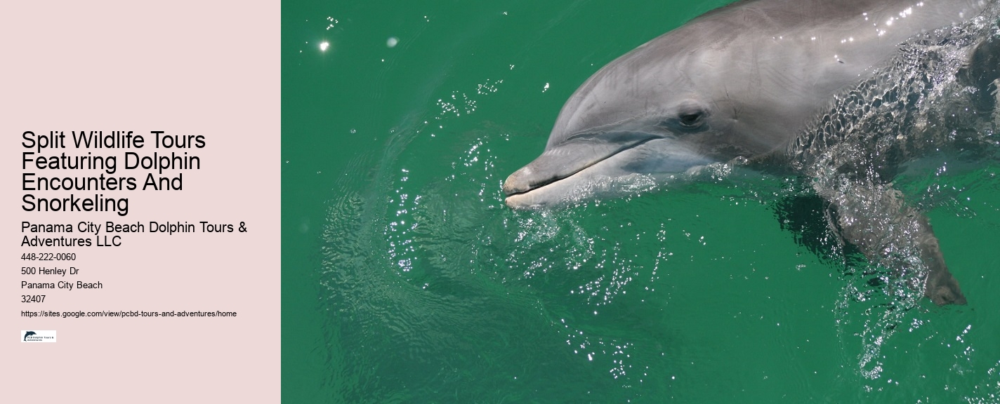 Panama City Beach dolphin discovery excursions