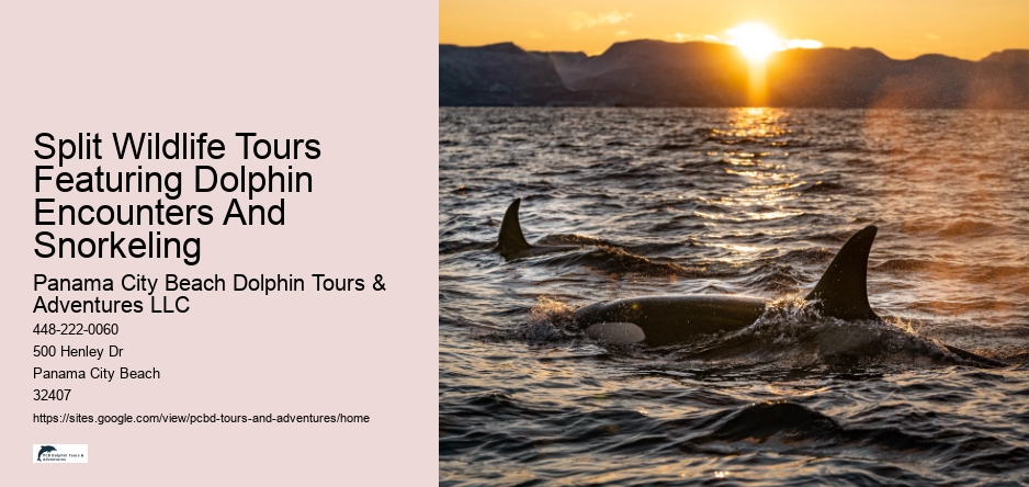 Split Wildlife Tours Featuring Dolphin Encounters And Snorkeling