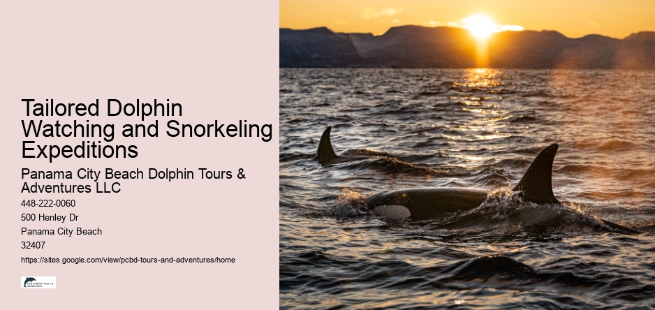 Tailored Dolphin Watching and Snorkeling Expeditions