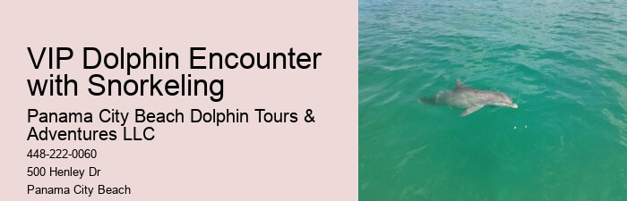 VIP Dolphin Discovery and Snorkeling Tours