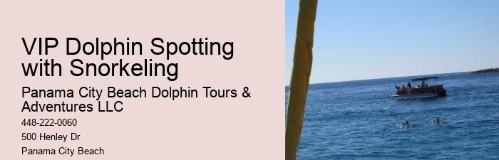 Secluded Dolphin Exploration and Snorkeling